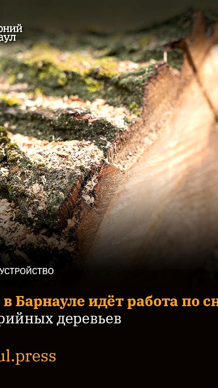 В Барнауле началась уборка аварийных деревьев с планами по высадке новых