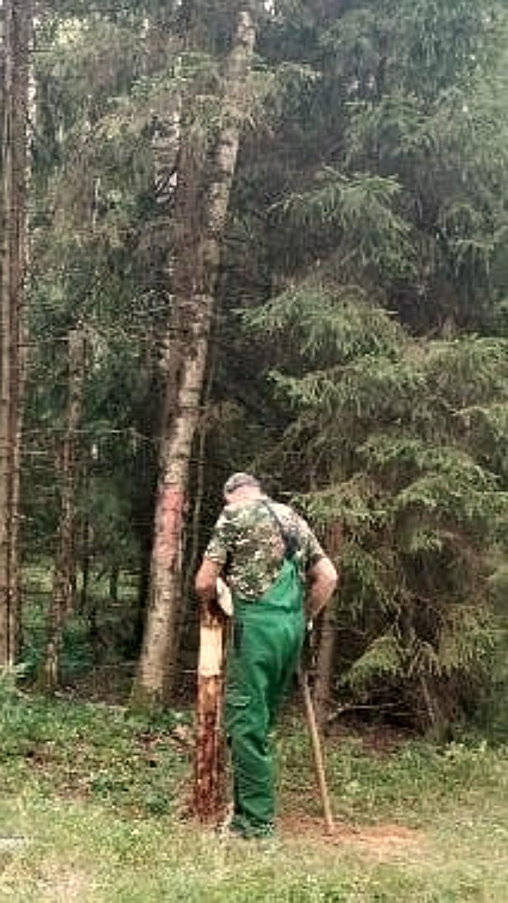 Реализация программы «Здоровый и чистый лес» продолжается в Московской области