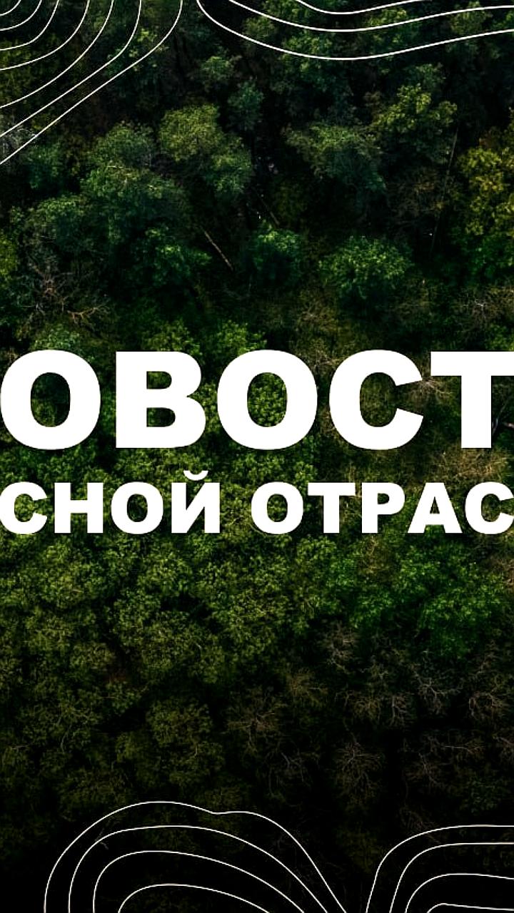 Экспорт российской древесины в дружественные страны увеличился на 14,4% в 2024 году
