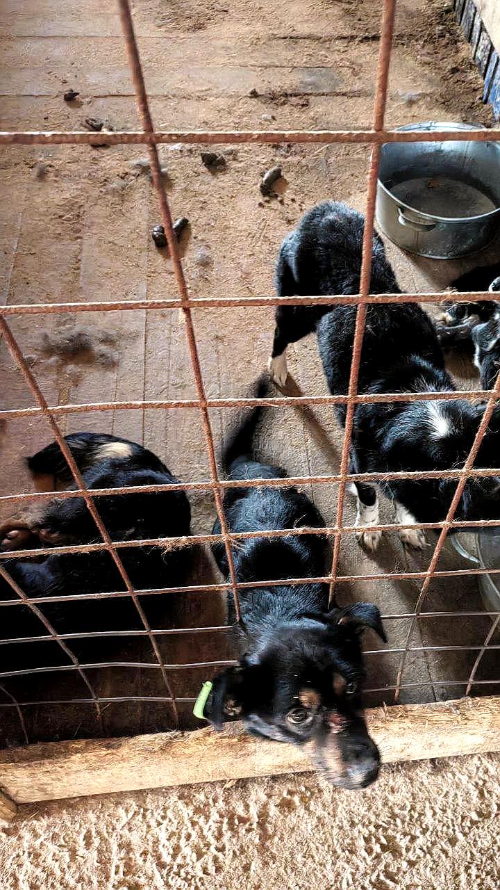 В Улан-Удэ выявлено 20 собак без должных условий содержания в ходе рейда