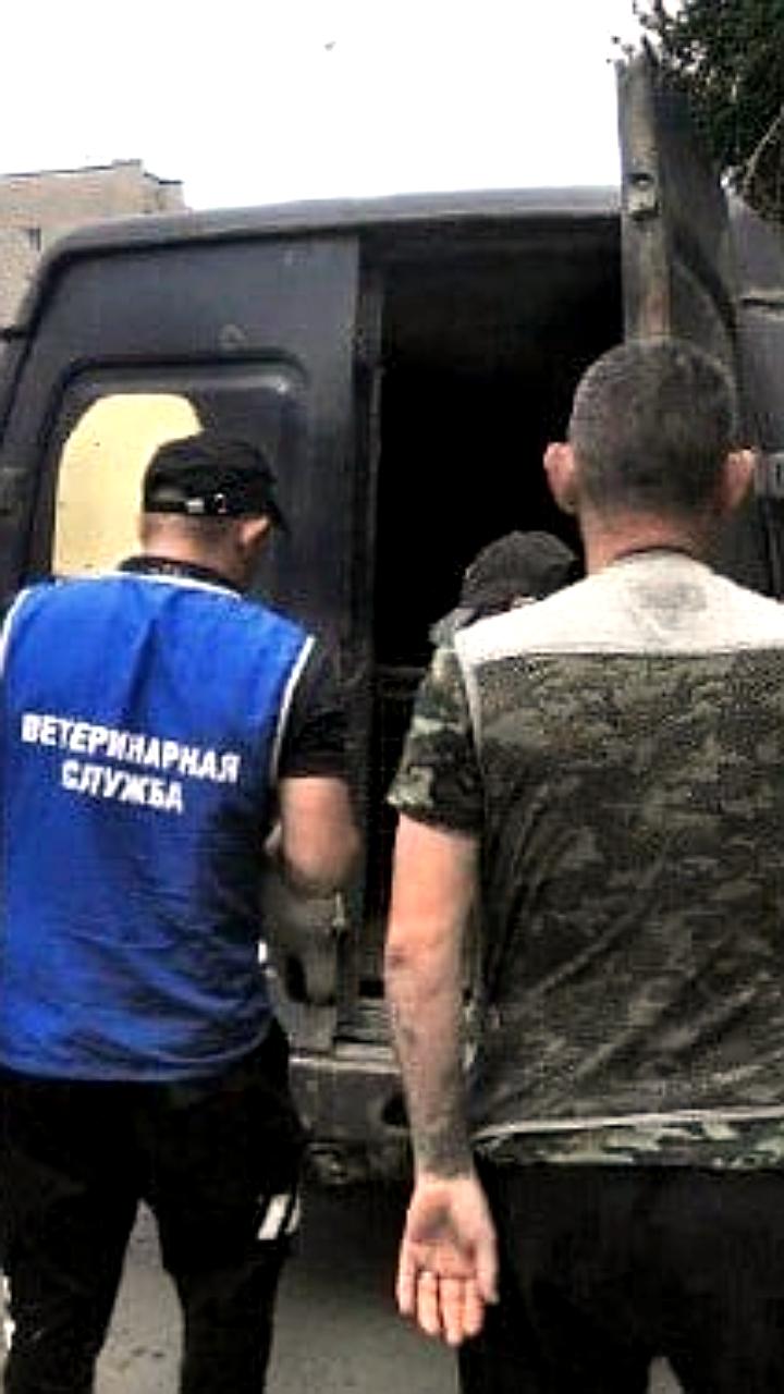 Во Владимирской области и Оренбурге введены новые правила обращения с бездомными животными