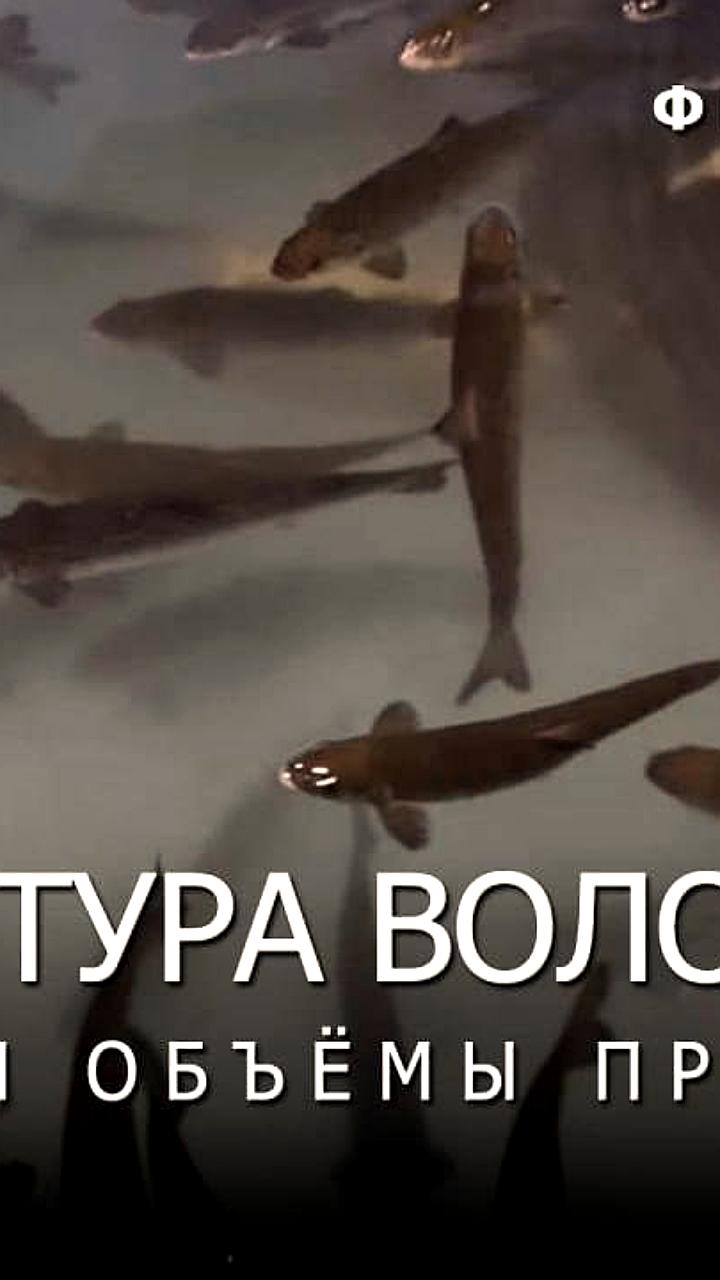 Снижение вылова рыбы в Японии и рост импорта из России