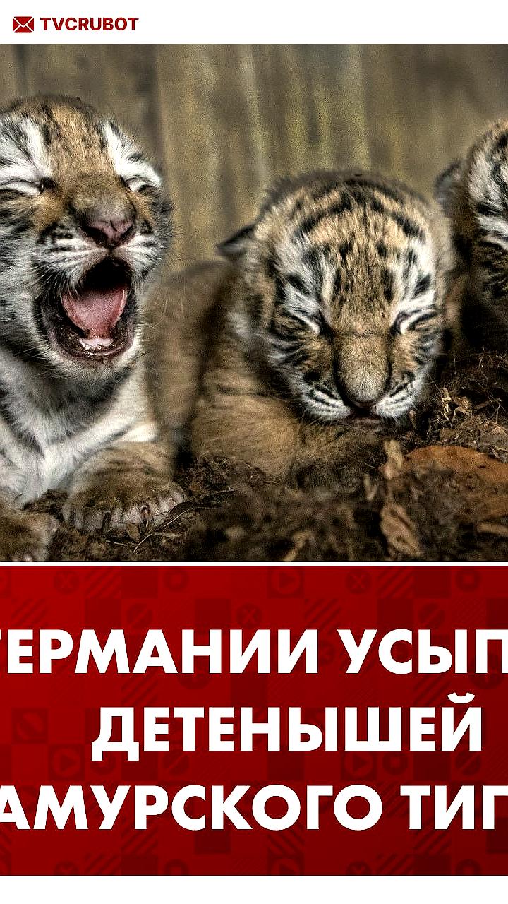 В зоопарке Лейпцига усыпили трех детенышей амурского тигра из-за отказа матери