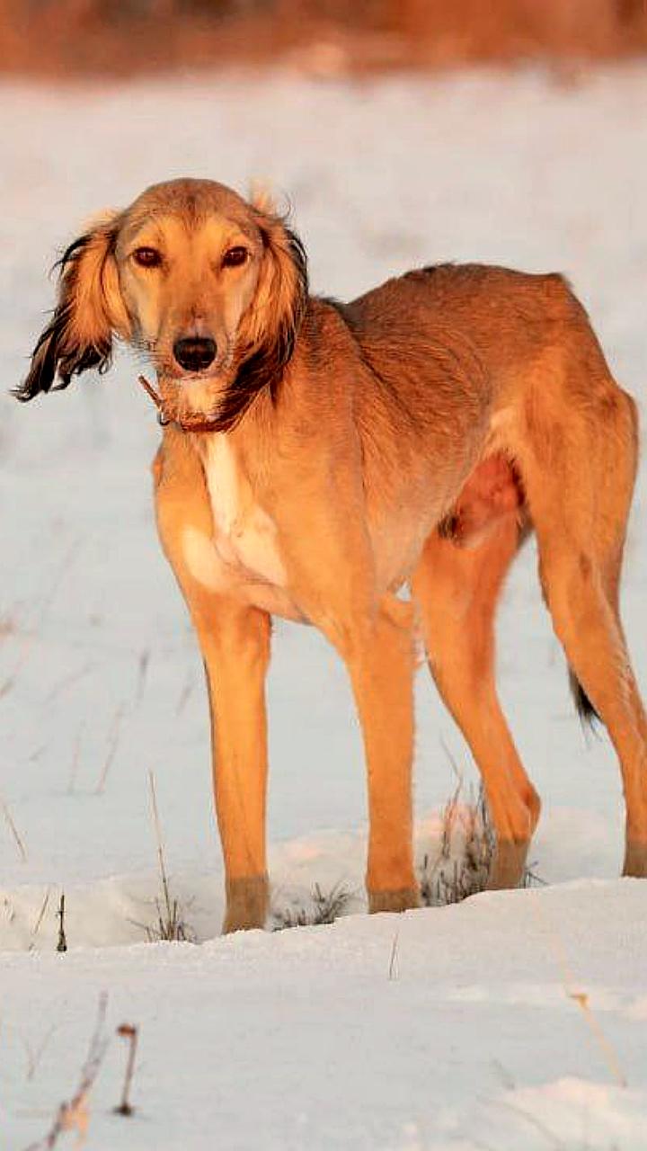 Казахский тазы успешно дебютировал на World Dog Show 2025 в Хельсинки