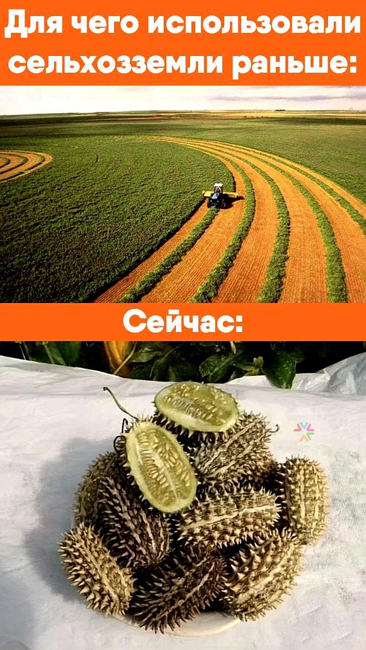Кузбасс планирует ввести в оборот неиспользуемые сельхозземли до 2030 года