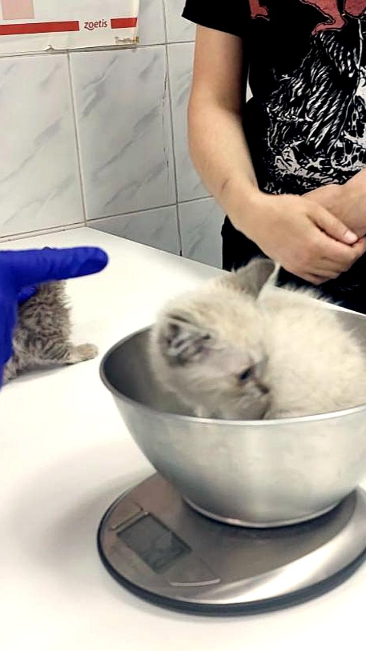 Мужчина из Подмосковья спас брошенных котят во время грибной охоты