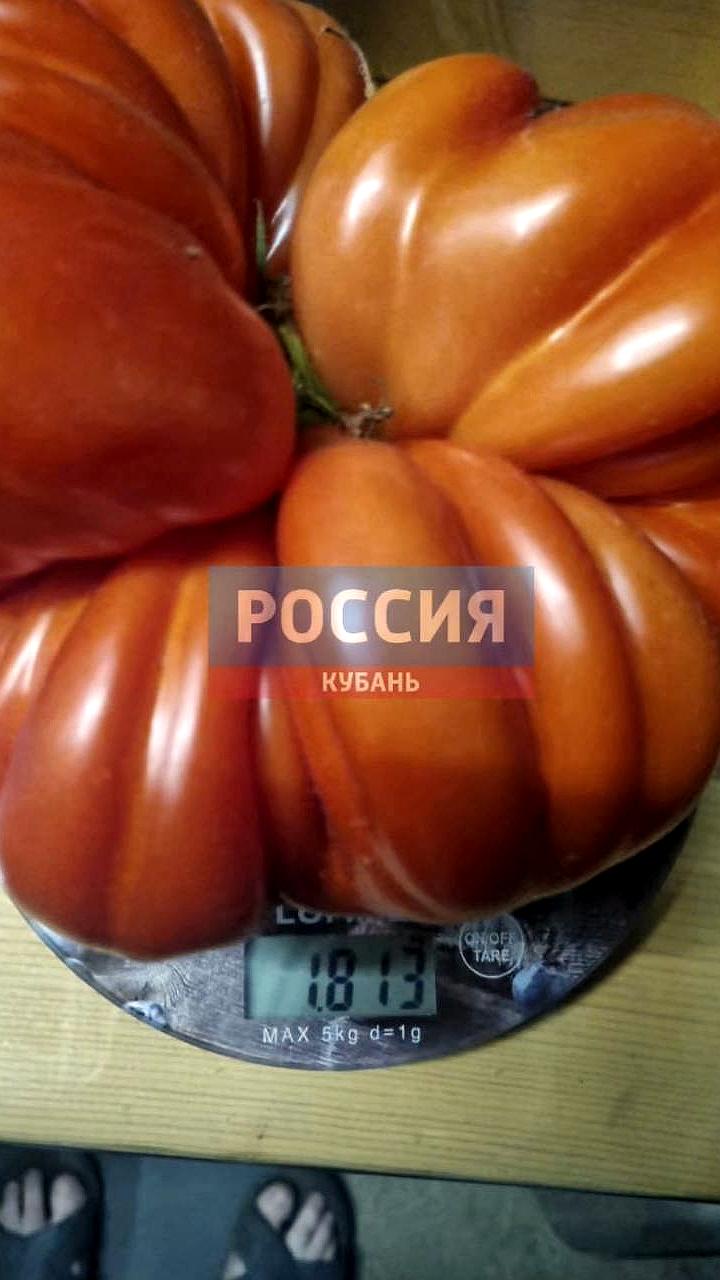 Подросток из Нижнего Новгорода и фермер из Урала вырастили овощи-великаны