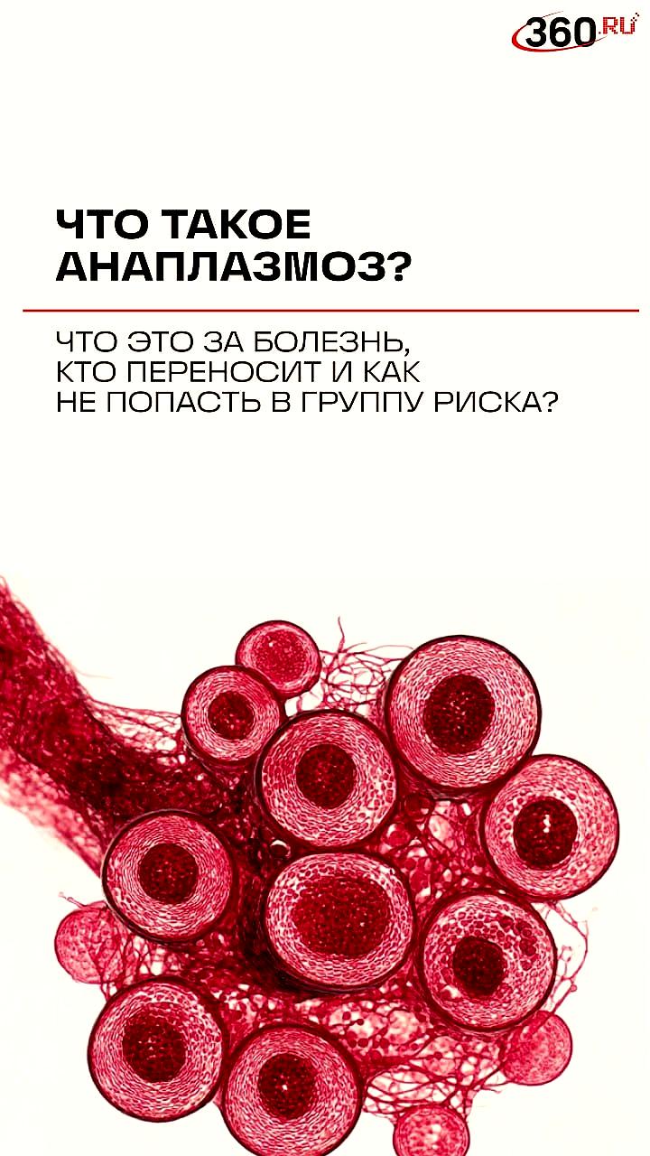 В Подмосковье зарегистрированы случаи заражения анаплазмозом, опасной инфекцией от клещей
