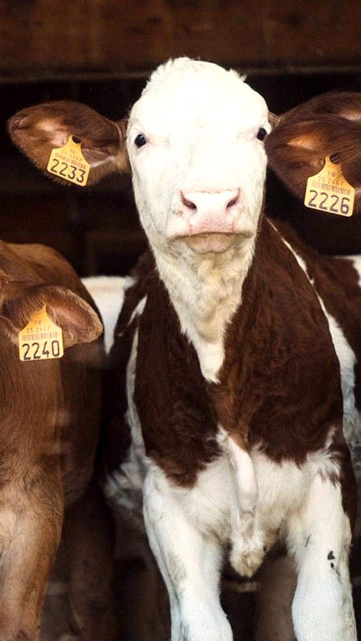 Рост производства молочной продукции в Кабардино-Балкарии и Краснодарском крае в 2025 году