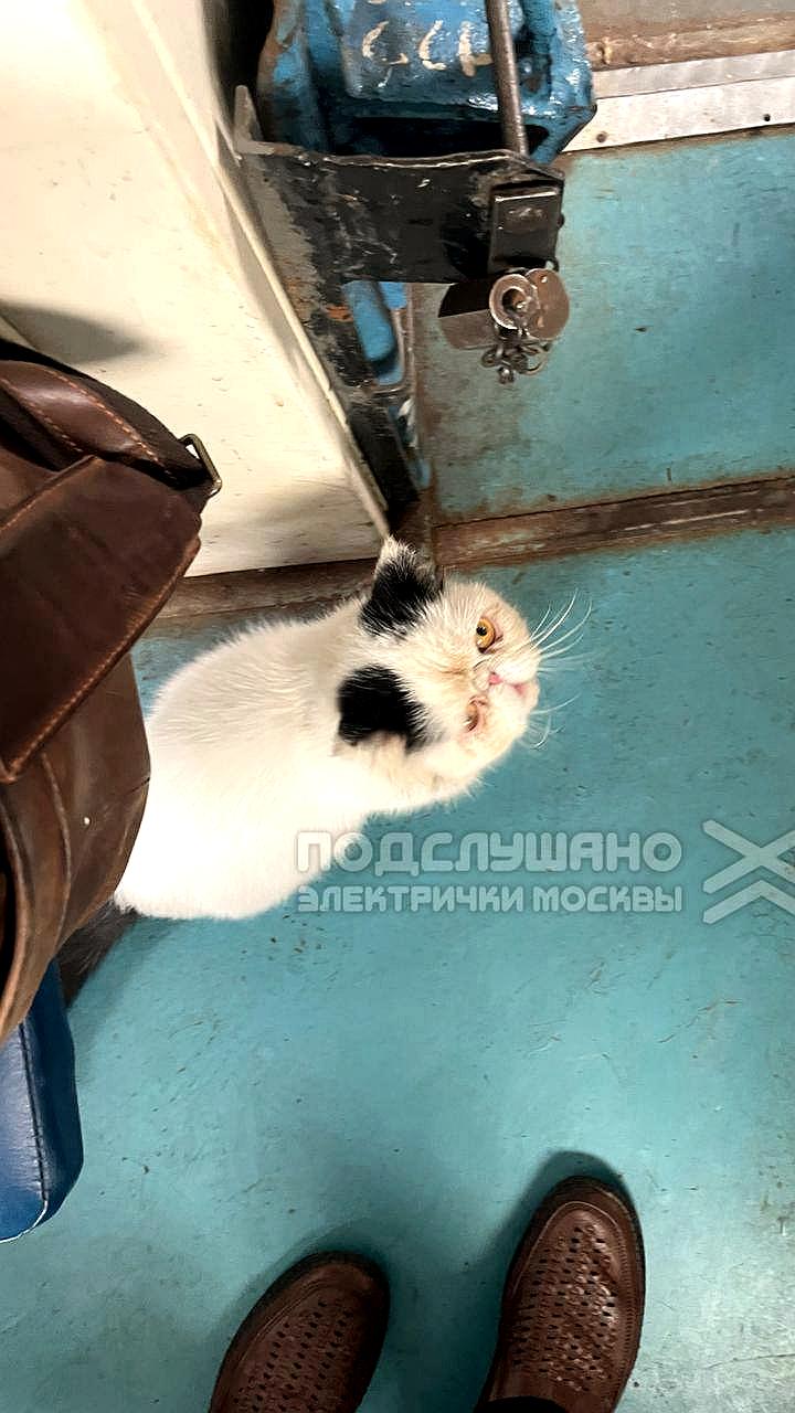Машинист спас брошенного котенка в московской электричке