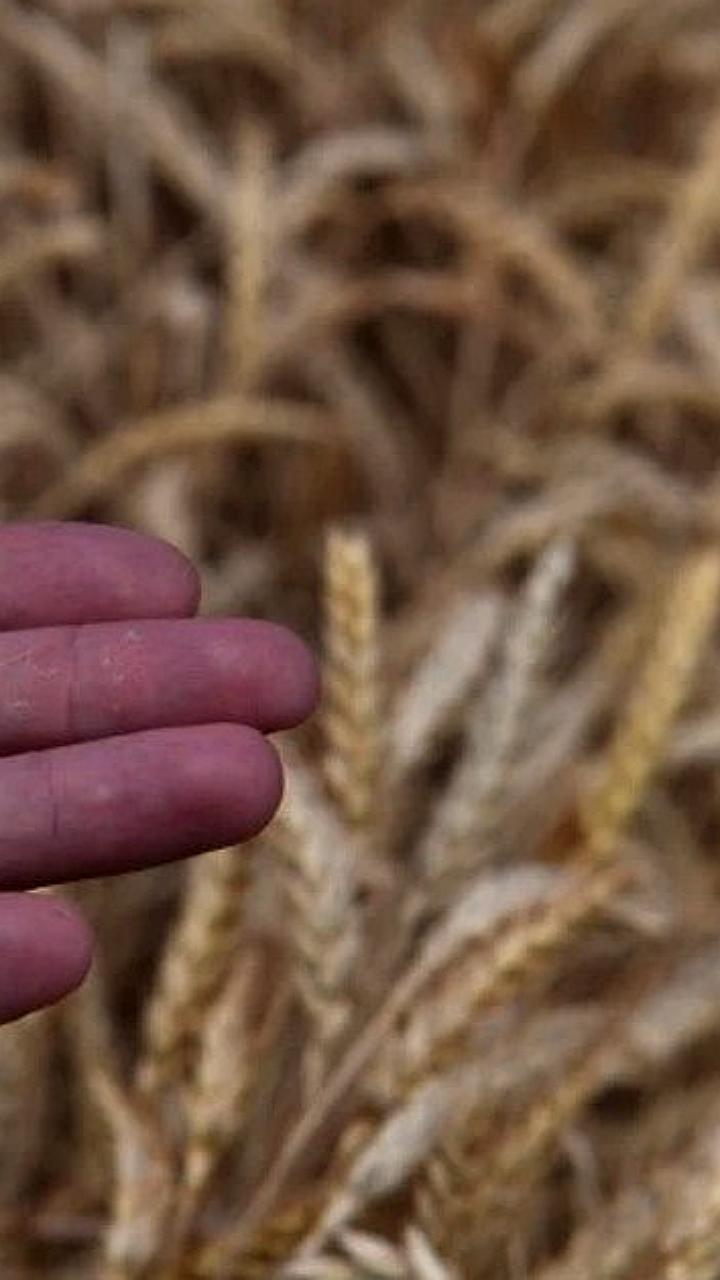 Томская и Калужская области планируют увеличить экспорт агропродукции