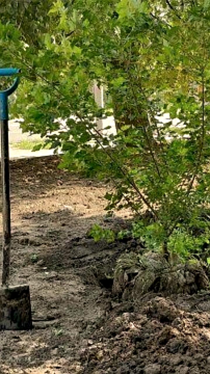 В Челябинске пройдет XXII Городская выставка цветов и плодов