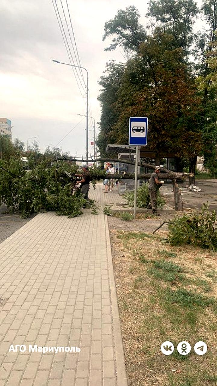 Упавшее дерево повредило автомобили на Первомайской, коммунальщики устраняют последствия