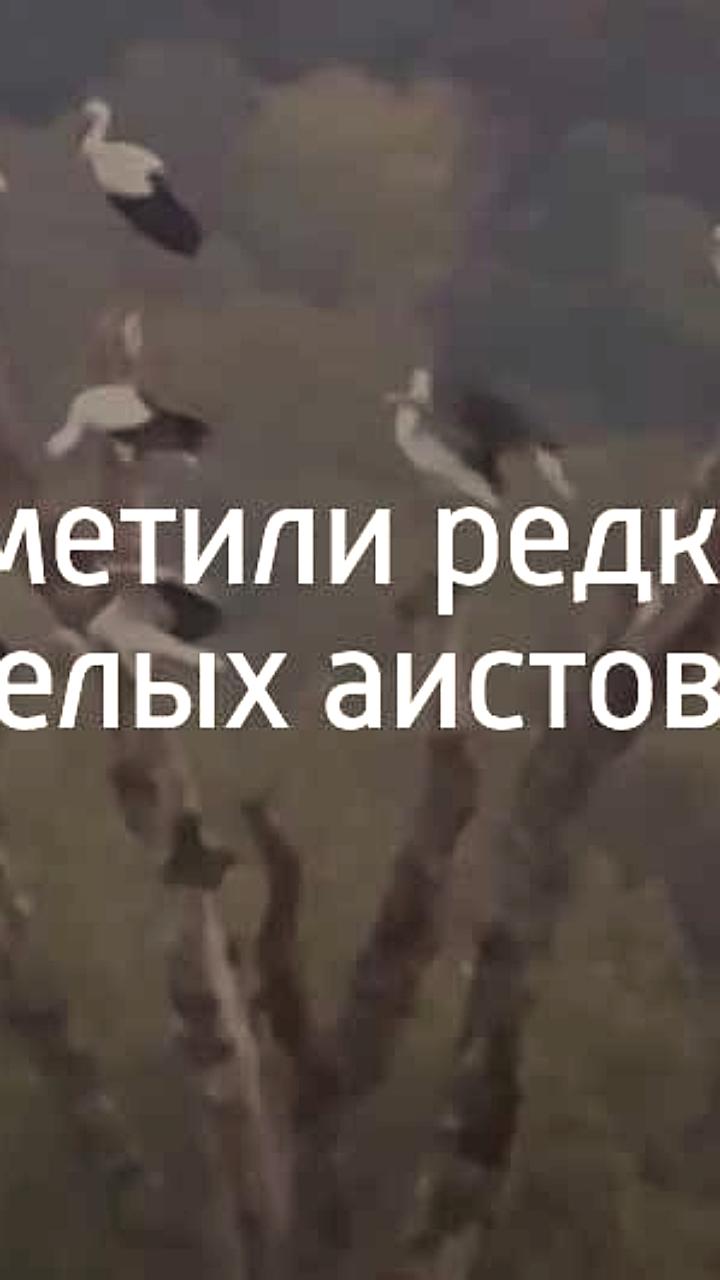 Белые аисты замечены в Сочи перед миграцией в Африку