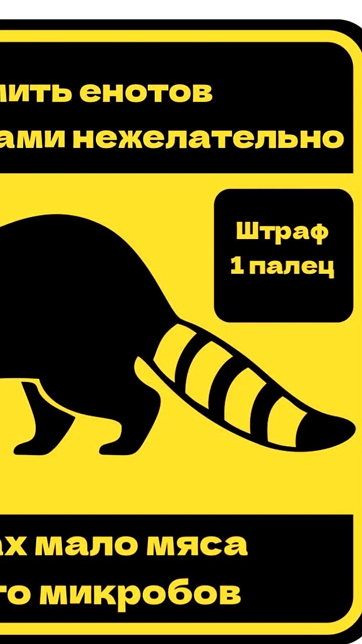 Еноты покусали отдыхающих в Железноводске: власти призывают соблюдать осторожность