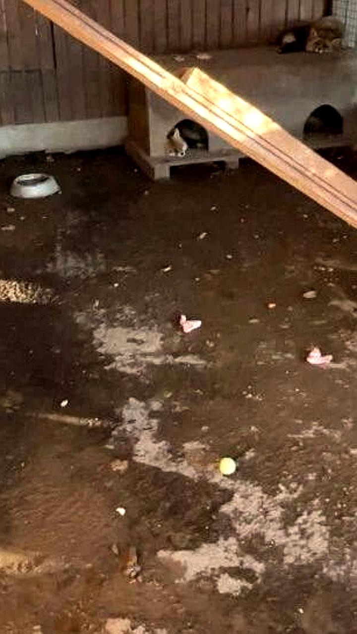 Жалобы на условия содержания животных в зоопарке Троицкого