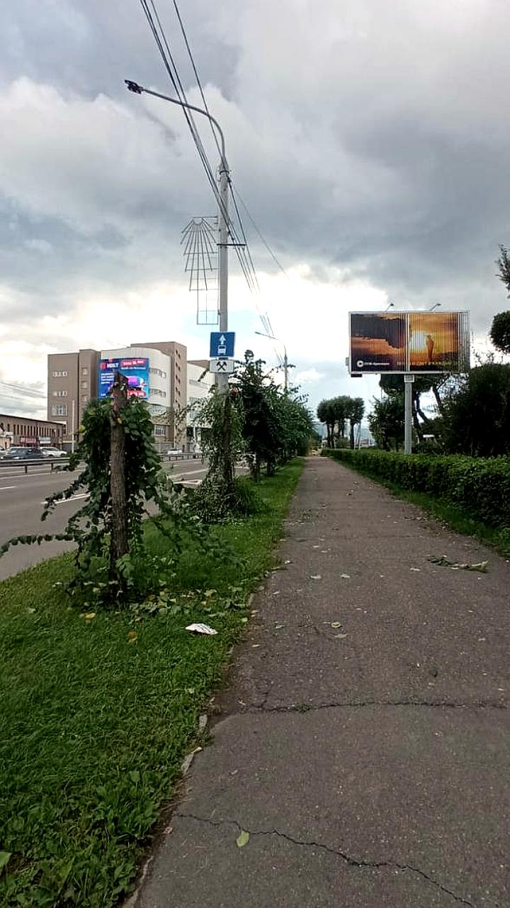 В Красноярске зафиксированы случаи незаконной обрезки деревьев для рекламных щитов