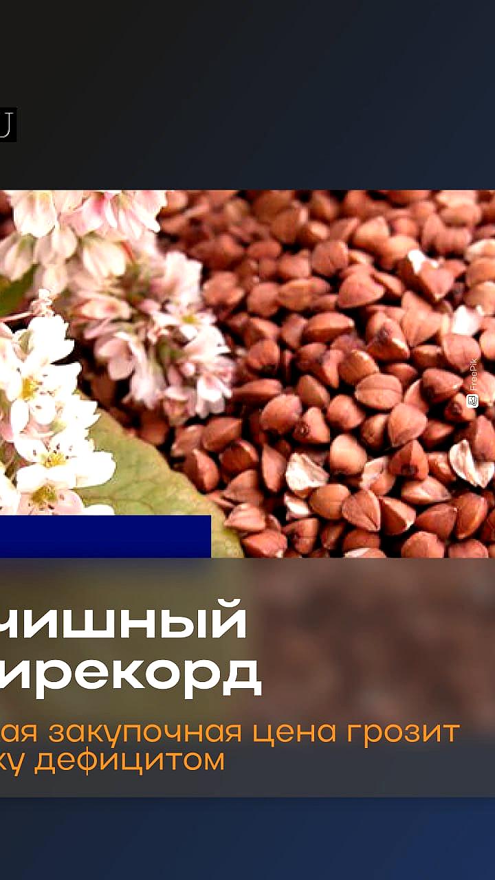 Снижение производства гречихи в России: рекордно низкие урожаи и переход на другие культуры