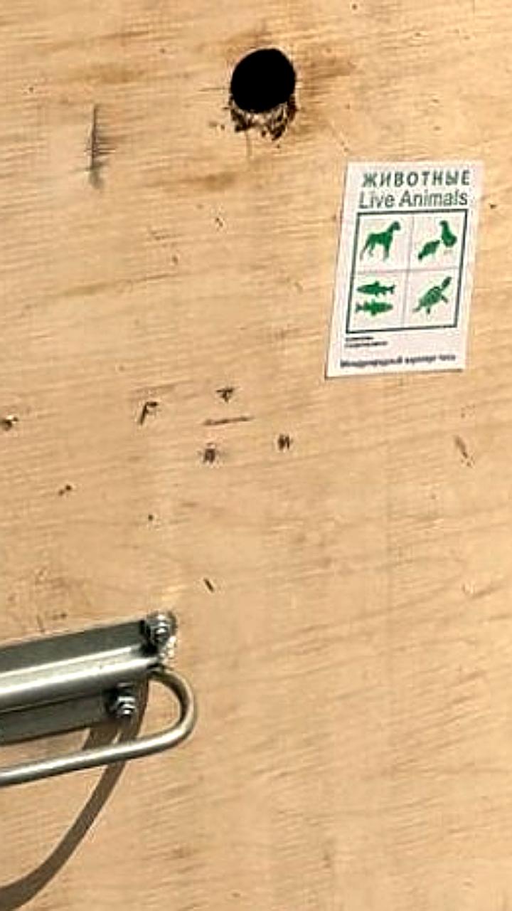 Гималайская медведица Кира прибыла в Екатеринбург на рейсе Уральских авиалиний