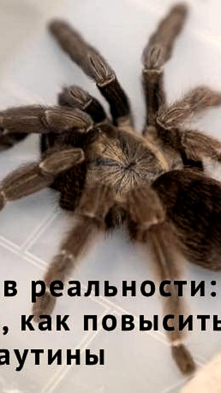 Ученые из ИТМО усовершенствовали паутину с помощью магнитных наночастиц