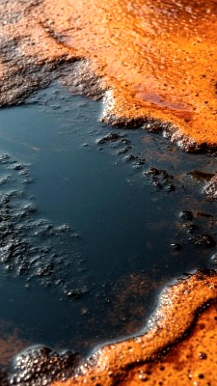 Ученые из Перми разработали метод очистки почвы от нефтепродуктов с помощью растений