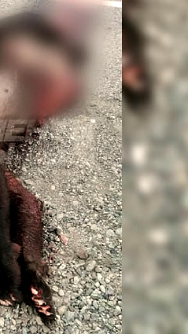 Медведь напал на охотника в Седельниковском районе, спасение благодаря собакам