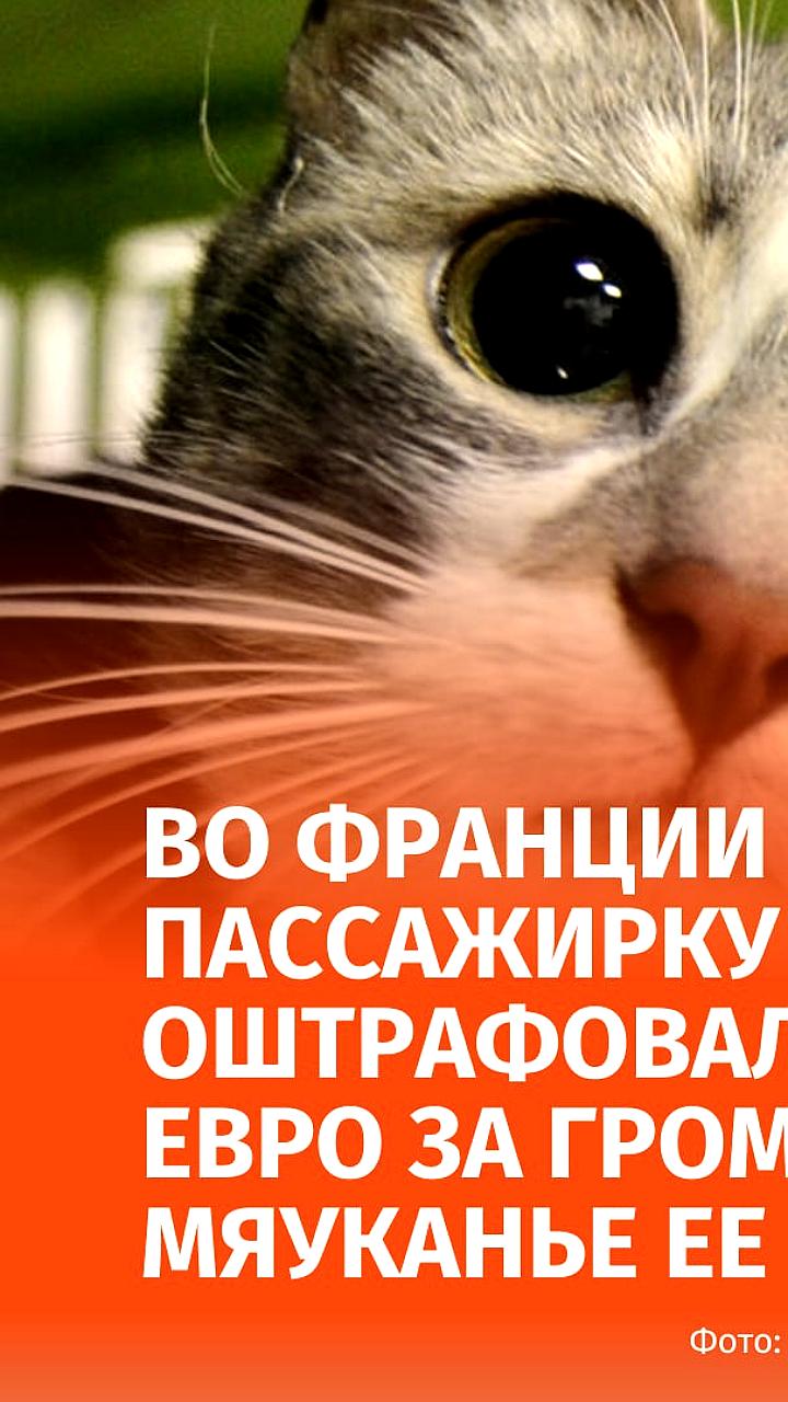 Во Франции пассажирку поезда оштрафовали за шум от кота