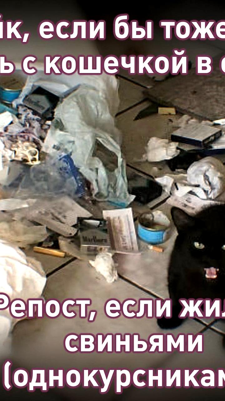 Университеты США разрешают проживание с питомцами для снижения стресса у студентов