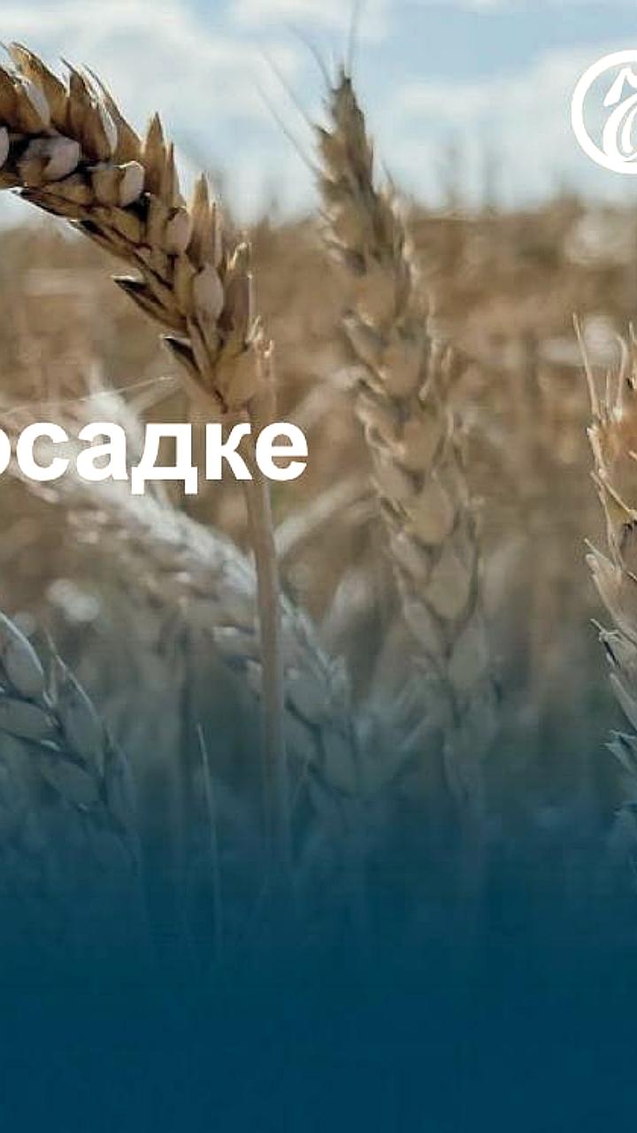 Ущерб аграриев Кубани от засухи составил 1,5 млрд рублей