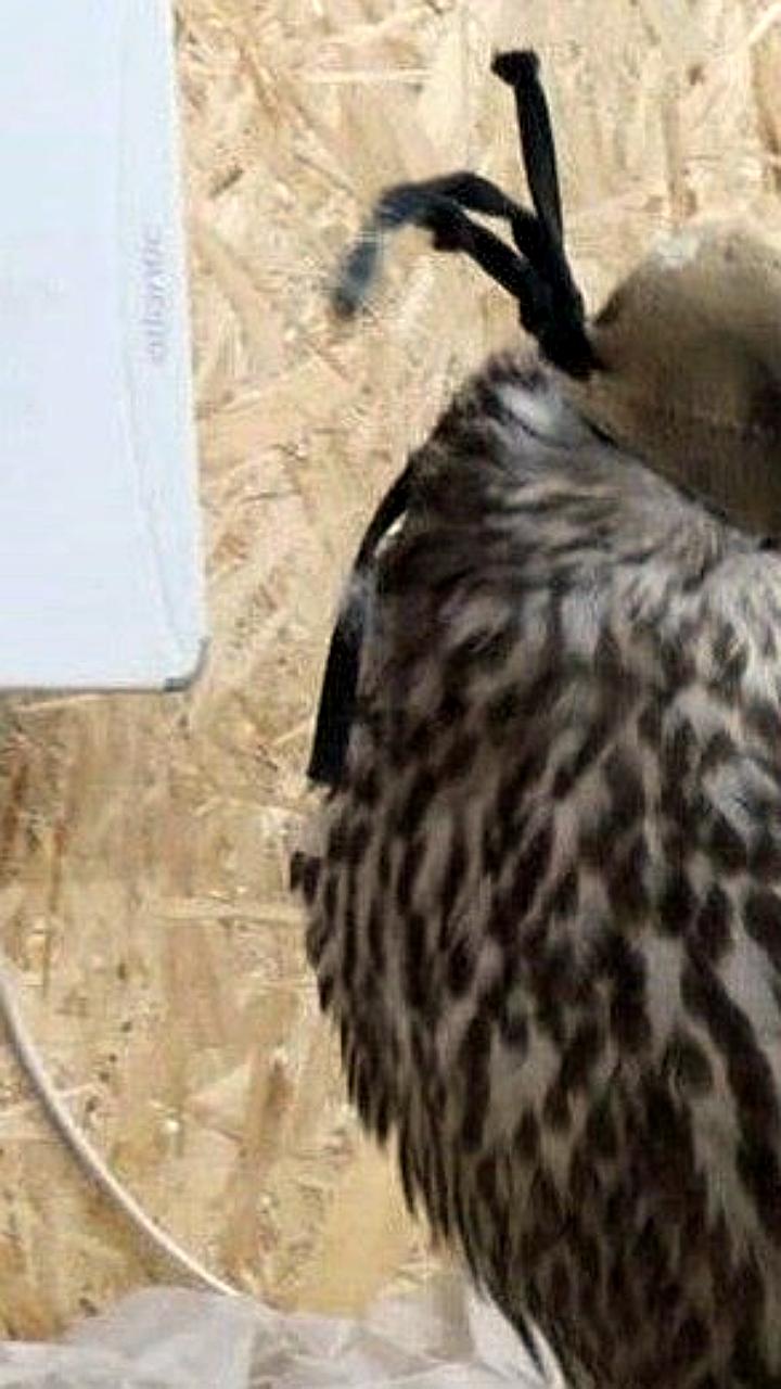 В Бурятии задержаны браконьеры, пытавшиеся перевезти редкого кречета