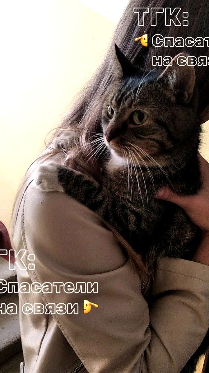 Спасатели Вологды и Уфы помогли домашним питомцам в экстренных ситуациях