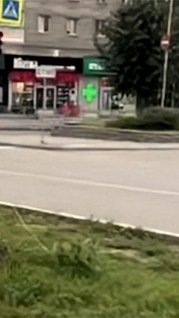 В Новосибирске вандалы повредили только что высаженные липы