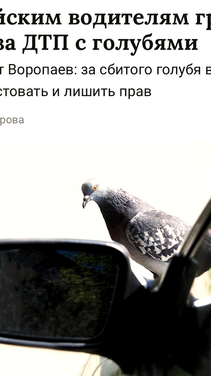 Сбив голубя, водитель рискует арестом и лишением прав
