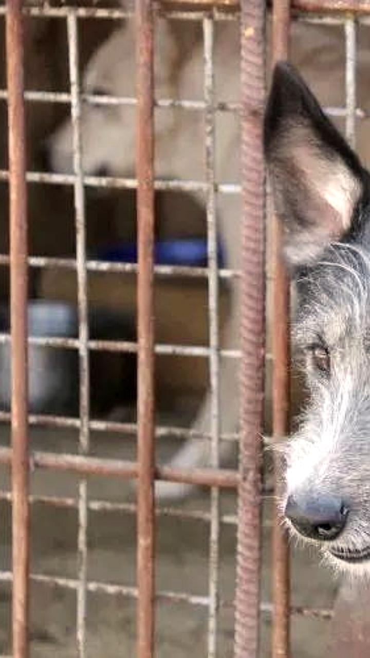 Судебное разбирательство заставило амурчанина изменить поведение своего пса