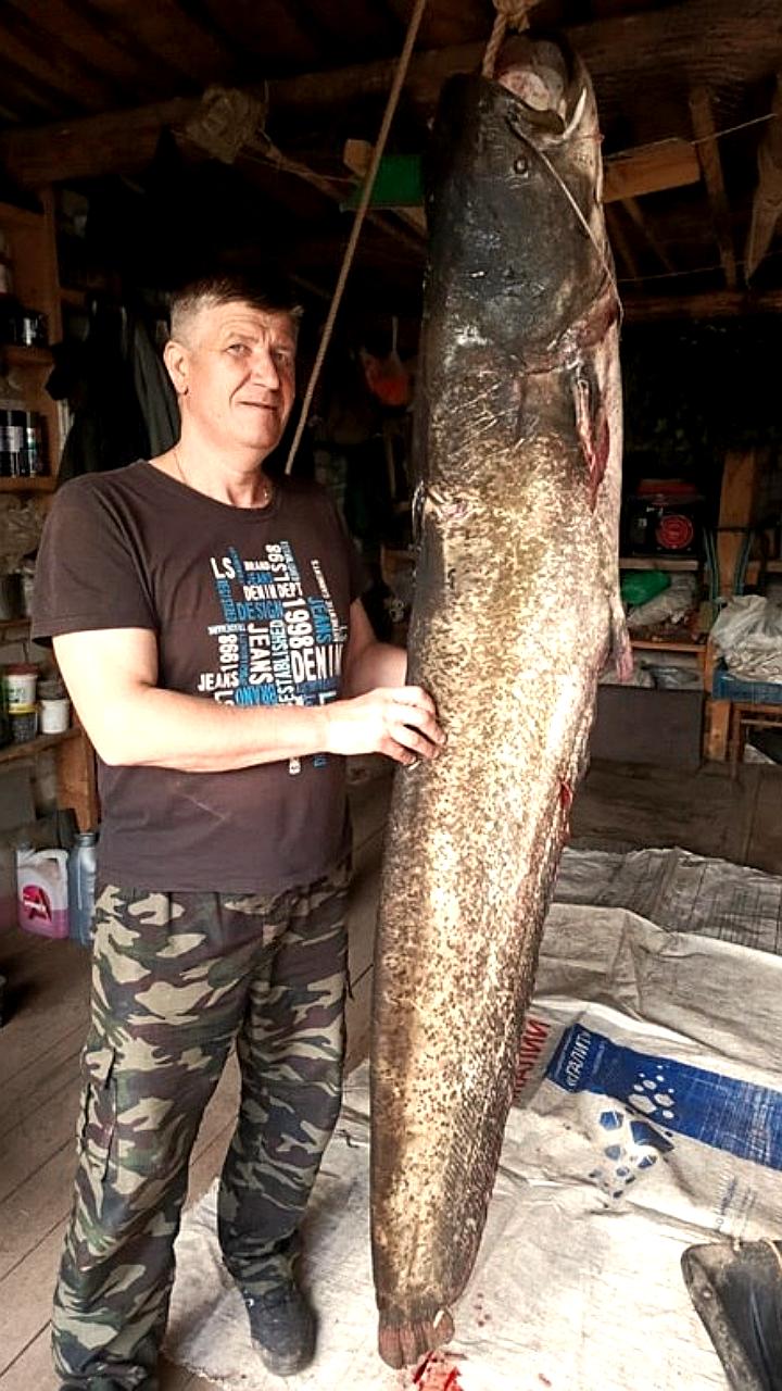 Дмитрий Налогин поймал сома длиной 2,2 метра в Куньинском районе