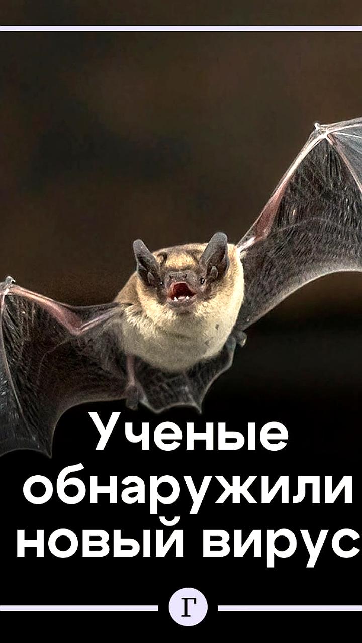 В Австралии у летучих лисиц обнаружен новый вирус Солт Галли