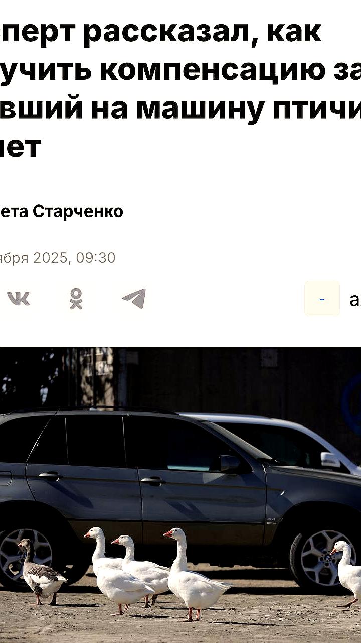 Водители могут получить компенсацию за повреждения от птичьего помета при наличии КАСКО