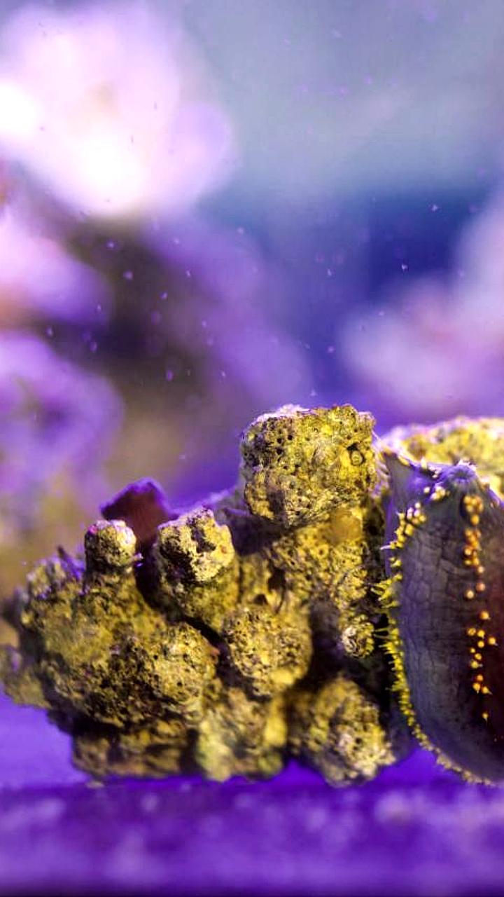 Приморский океанариум пополнился редким морским яблоком