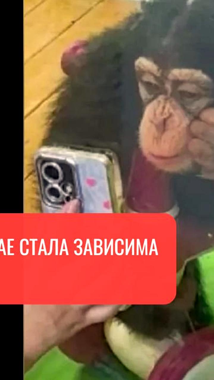 Шимпанзе Дин Дину запретили смотреть видео для сохранения здоровья