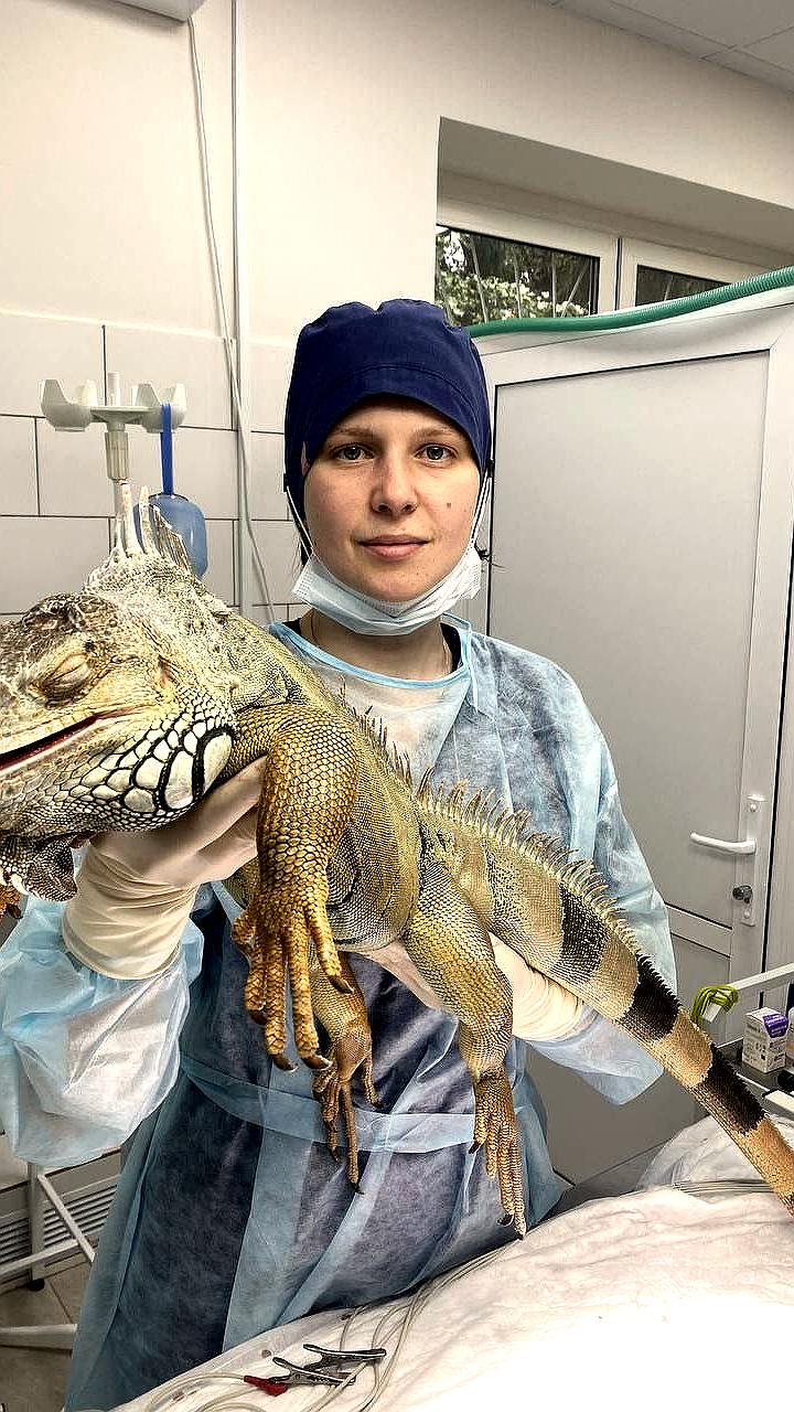В Москве игуана сломала пальцы, напав на свое отражение в зеркале