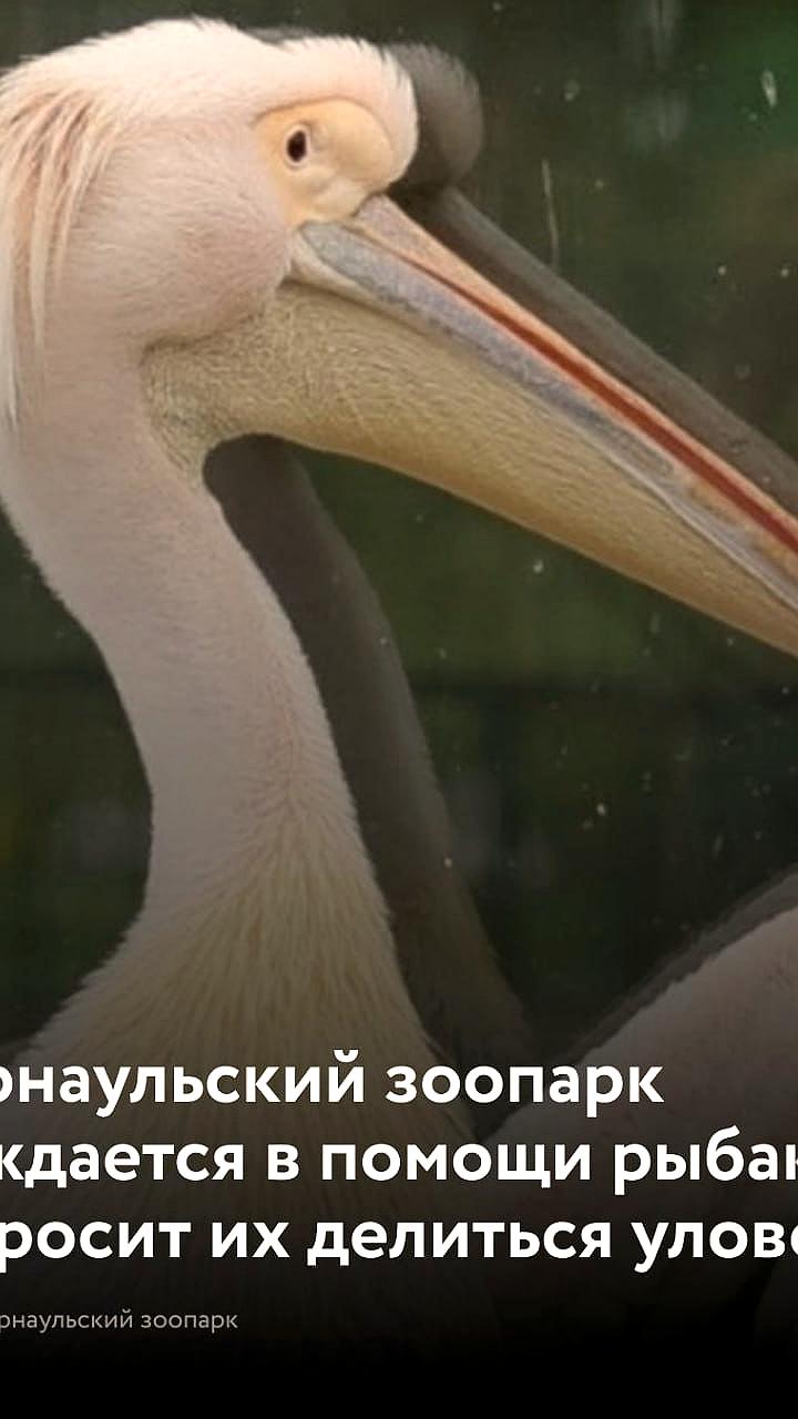 Барнаульский зоопарк приглашает рыбаков делиться уловом для животных