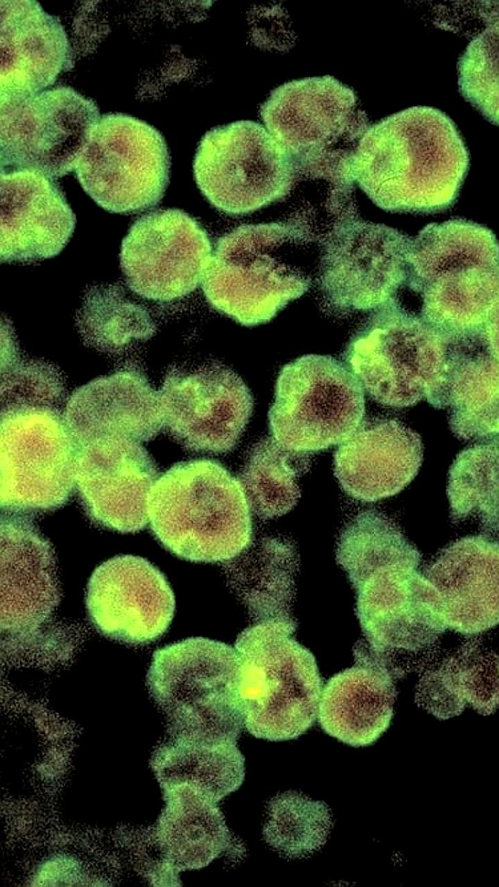 Рост случаев заражения амебой Naegleria fowleri в Индии вызывает обеспокоенность