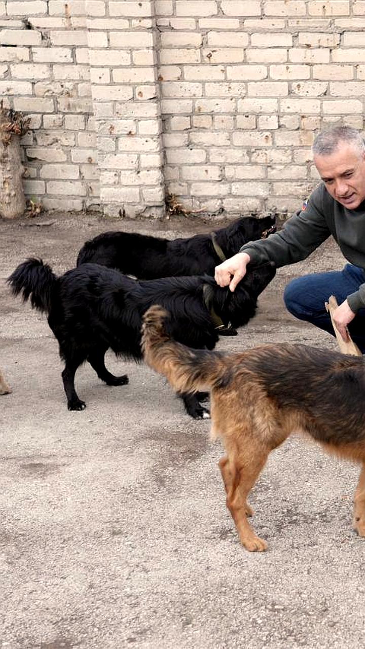 Ибрагим Гобеев: Бездомные собаки должны исчезнуть с улиц республики до 1 декабря