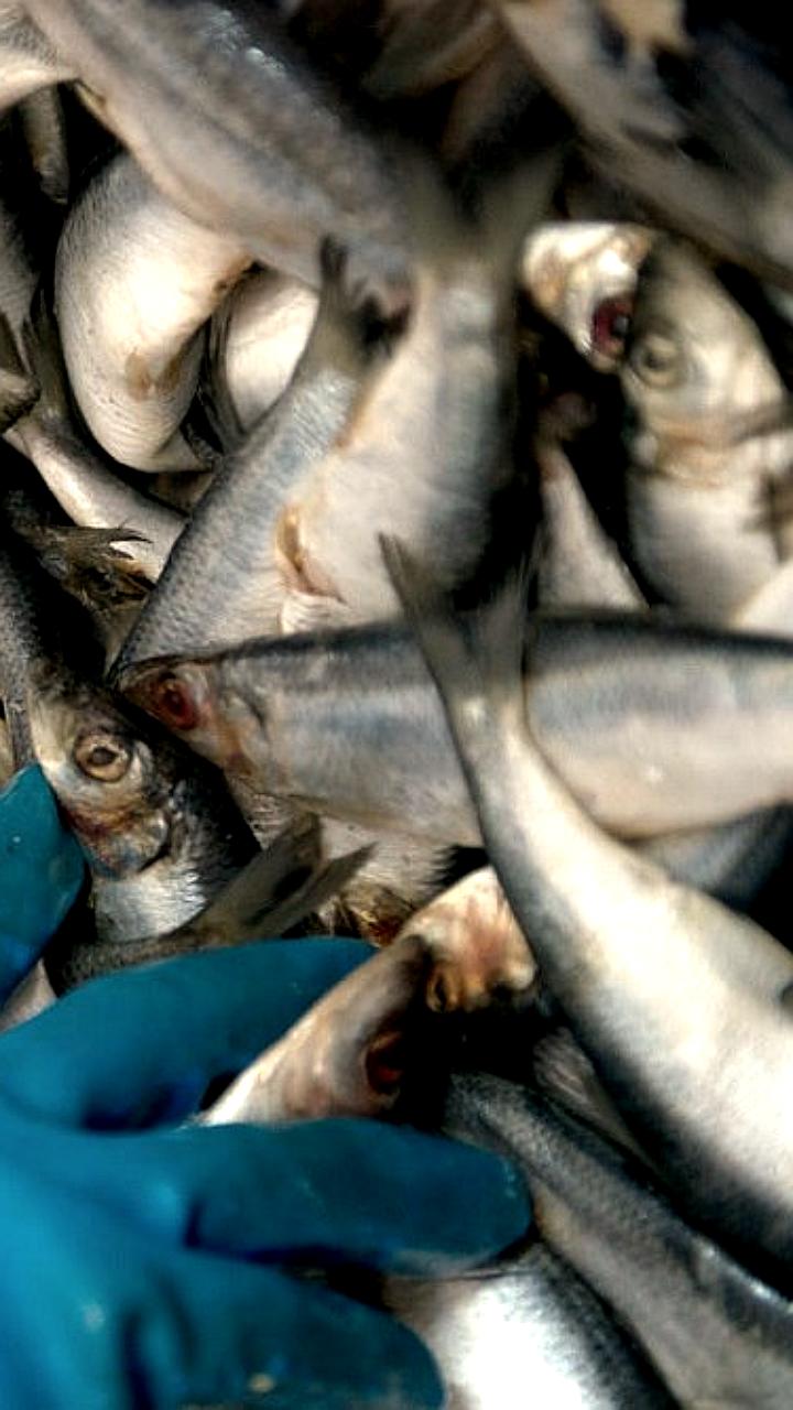 Российские компании расширяют экспорт рыбной продукции в Бразилию и Китай