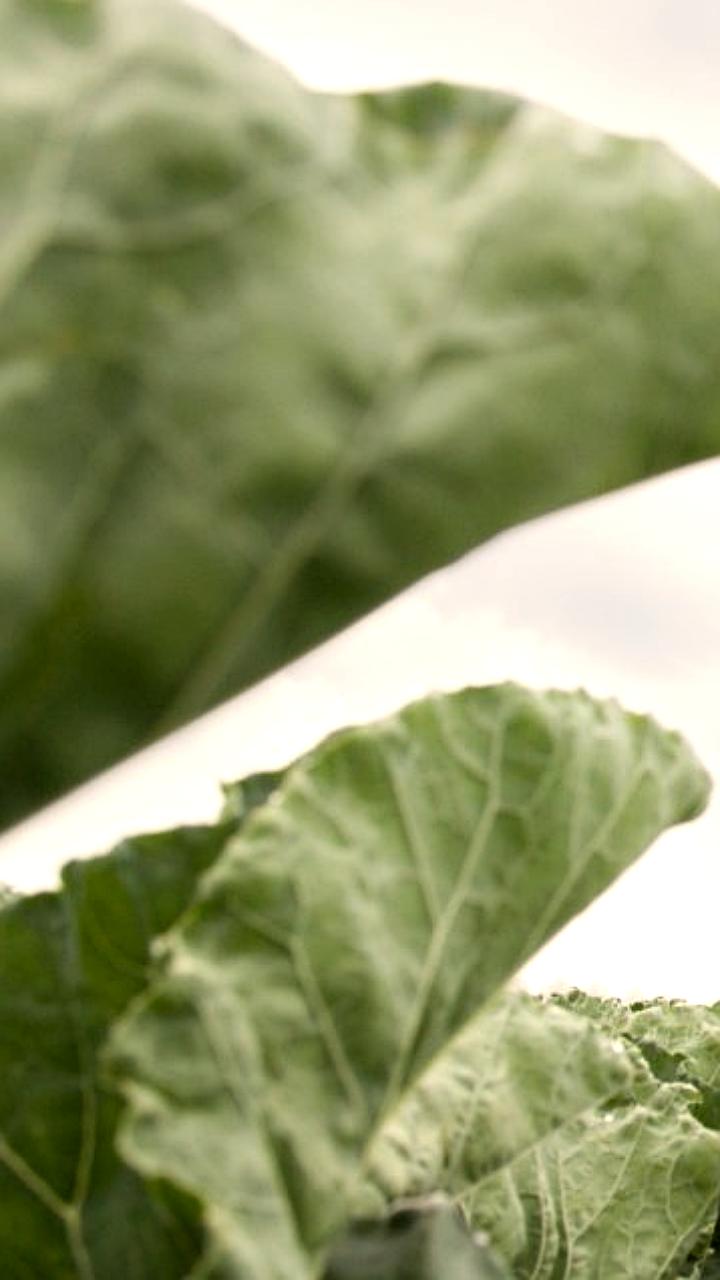 Syngenta и Heritable Agriculture запускают ИИ для оптимизации сортов овощей