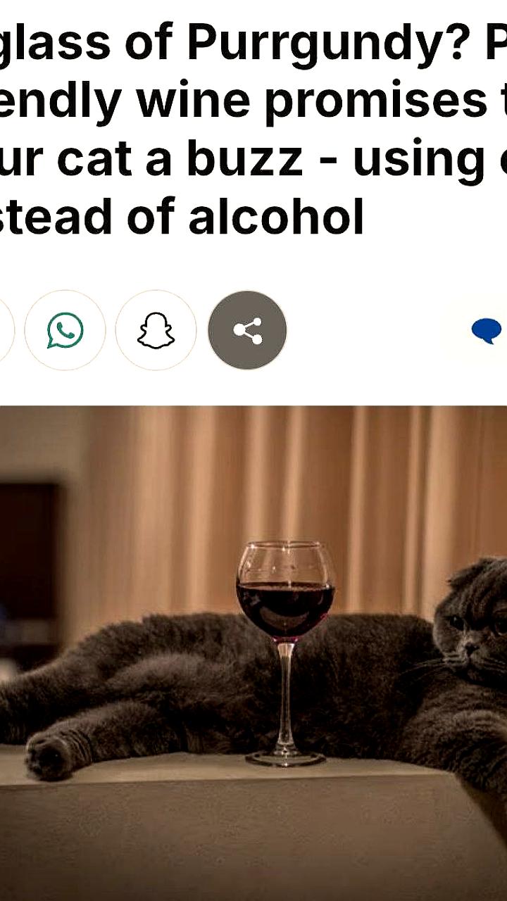 В Новой Зеландии представлено вино для кошек на основе кошачьей мяты