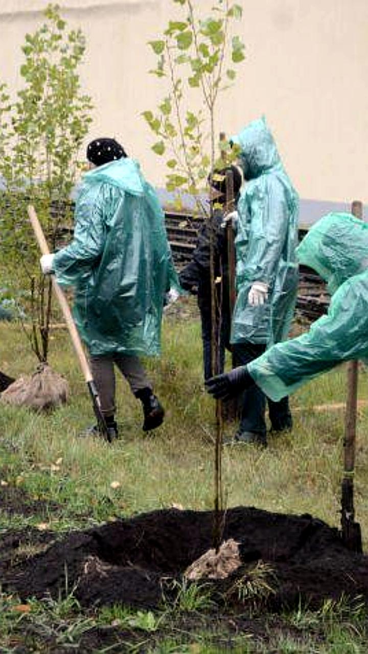 В Ростове 18 октября высадят более 7000 деревьев в честь 80-летия Победы