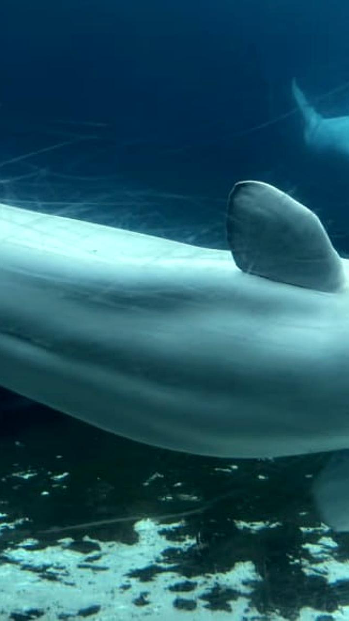 Marineland просит помощи для спасения 30 белух в условиях финансового кризиса