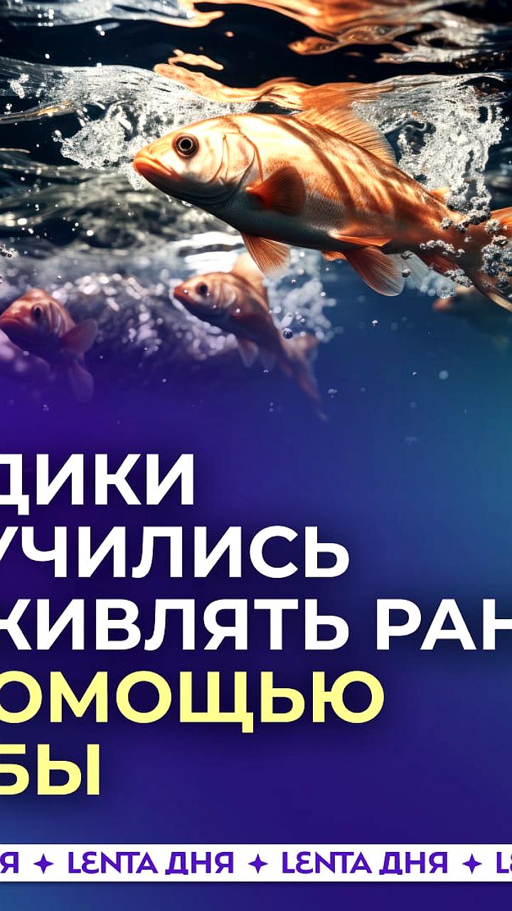 Нижегородские ученые создали ранозаживляющие пленки из коллагена трески