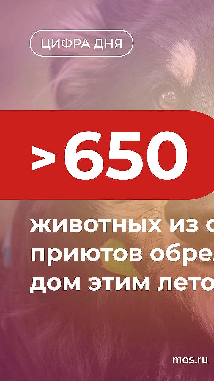 Свыше 650 животных нашли новые дома в столичных приютах этим летом